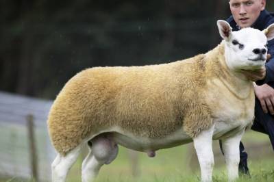 В Шотландии трое фермеров заплатили за породистую овцу $490 тыс.