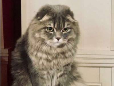 Жена Зеленского показала своего «недовольного» кота