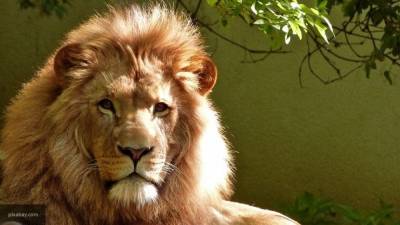 Лев растерзал 16-летнюю сотрудницу частного зоопарка в Англии