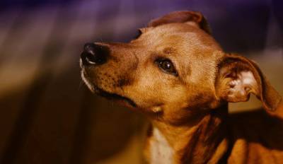 В Италии собаку наградили за помощь во время пандемии коронавируса