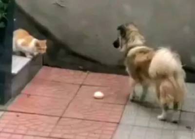Сам раньше был бездомным: пес заметил голодную кошку и отдал ей свою булку с мясом