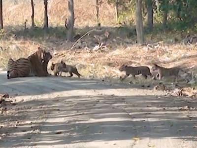Тигрица, выгуливающая свое потомство, привлекла внимание туристов в Индии