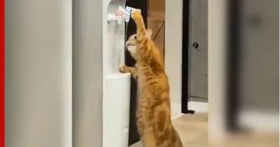 Кошка научилась пользоваться кулером: видео