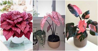 20 симпатичных розовых комнатных растения
