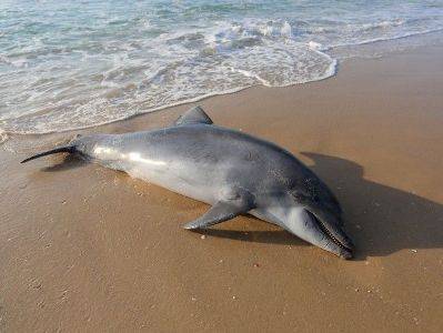 В Маврикии вспыхнули протесты из-за массовой гибели дельфинов