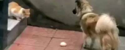 Пес в Китае увидел голодную кошку и поделился с ней булочкой