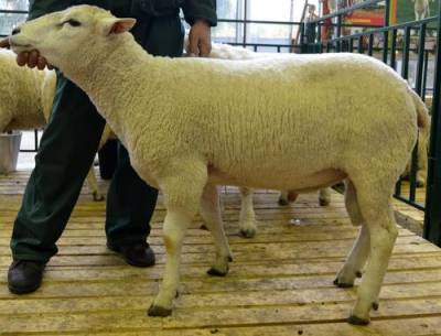 В Шотландии на аукционе продали породистого барана за рекордную сумму в 500 тысяч долларов