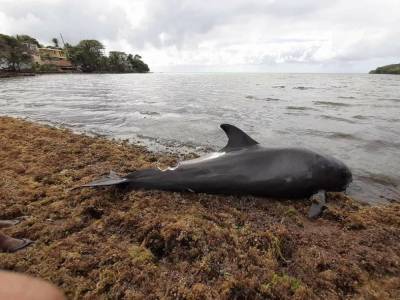 В Индийском океане погибло около 40 дельфинов. Вероятная причина разлив нефти