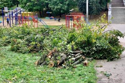 В Рязани в центре города рухнуло дерево рядом с детской площадкой