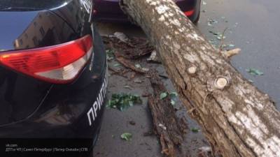 Ремонт дороги в Хабаровске привел к падению на дом огромных тополей