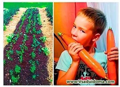 Выращивание моркови – посадка и уход. Моя «технология» (Великие Луки)