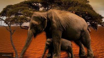 Ветеринары из Зимбабве расследуют смерть 11 слонов в лесу Пандамасуэ