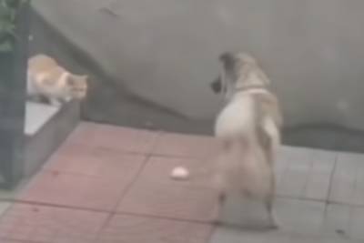 В Китае собака отдала свой сэндвич бездомной кошке