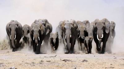 В Зимбабве 11 слонов умерли по непонятным причинам