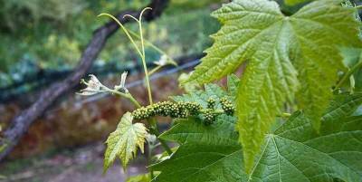 Влияние освещения на процесс фотосинтеза и развитие винограда