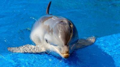 Маленький дельфин смог одним движением умилить тысячи юзеров сети - видео