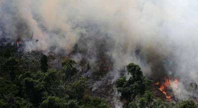 Количество пожаров в лесах Амазонки на территории Бразилии выросло более чем на четверть