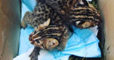 Сюрприз: "Тигру" подбросили двух лесных котят