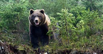 В Забайкалье медведь переломал кости госинспектору в заповеднике
