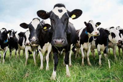Однако тенденция: в Костромской области впервые за 40 лет увеличилось поголовье молочных коров