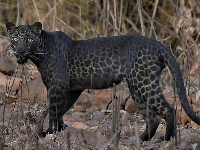В Индии заметили редчайшего черного леопарда