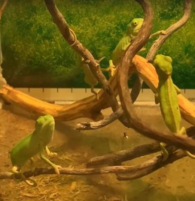 В Ростовском зоопарке родились пять хамелеонов