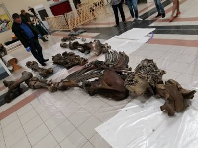 Скелет 20-летнего мамонта, найденный недалеко от Сеяхи, доставили в Салехард