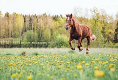 «На лошадей можно любоваться бесконечно»: Александр Дрозденко поделился видео из Тосненского района