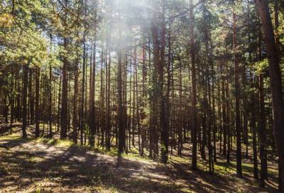 Ленобласть – лидер по охране и восстановлению леса среди регионов страны за 2019 год