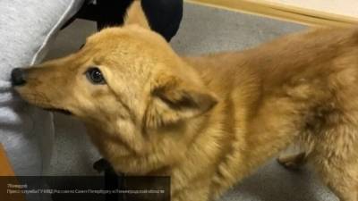 Спасение собаки из реки в Перми попало на видео