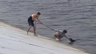 В Перми два подростка вытащили из Камы тонущую собаку