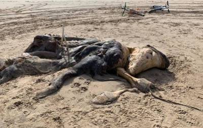На пляже нашли 4-метровую тушу неизвестного существа