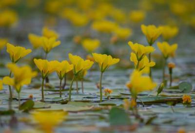 Фото: озеро под Выборгом украсили желтые цветы