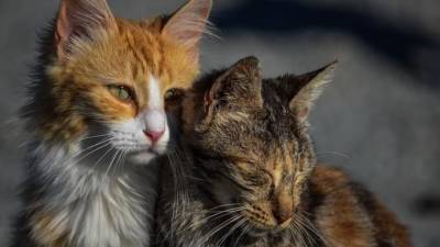 В Петербурге стартовала программа бесплатной стерилизации бездомных кошек