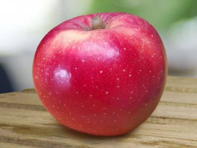 Создан новый сорт яблок, адаптированный к глобальному потеплению