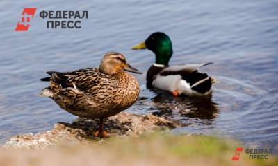 На Южном Урале нашли вирус птичьего гриппа