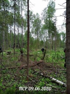 В Шекснинском районе в лесу нашли тело женщины