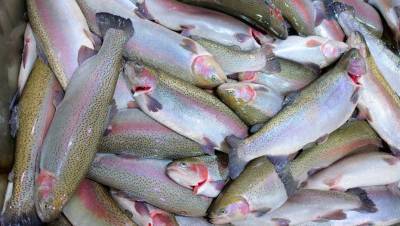 В Петербурге закрыли компанию, выпускающую подозрительную рыбную продукцию