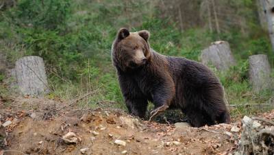 Во дворе дома мэра якутского города Алдан охотники убили медведя