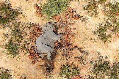 Учёные выяснили причину массовой гибели слонов в Ботсване