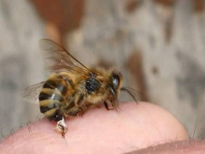 Ученые: Пчелиный яд эффективен при заболевании вен