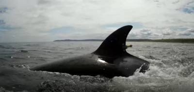 В ГД предложили запретить вылов китообразных для дельфинариев и зоопарков