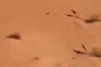 Видео погони борзых за кроликом в пустыне покорило интернет