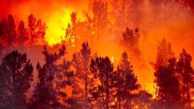 Жителей Калифорнии массово эвакуируют из-за лесных пожаров