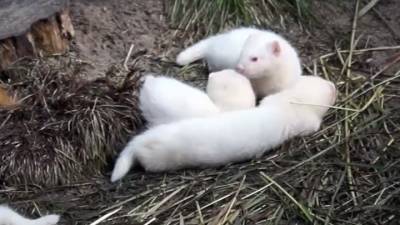 Новосибирский зоопарк показал белоснежных детенышей хорьков-фуро