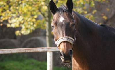 В Кормянском районе лошадь провалилась в 4-метровый колодец, вызывали спасателей — фото