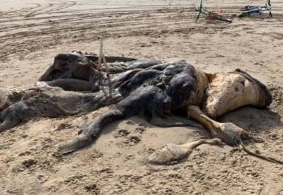 В Британии на пляже нашли 4-метровую тушу неизвестного существа (фото)