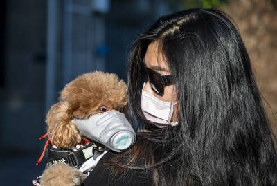 В Японии впервые коронавирус выявили у собак