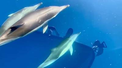 Дельфины сопроводили катер морской службы в Испании.