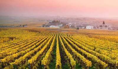 Ковид против виноделия: во Франции разгорелись «шампанские войны»